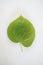 Close up of single green lime, linden leaf
