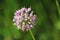 Close up of a single head of Allium Pink Moon Flowers