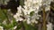 Close-up of a single honeybee moving through the flower of a flowering apricot tree and collecting honey and nectar pollinating th