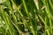 Close up single inflorescence and young fruits of sweet flag - Acorus calamus