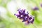 Close up of single isolated purple lavender flower in a out of focus light green background