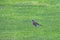 Close-up of a single juniper thrush sitting in a meadow with a worm in its beak, Turdus pilaris