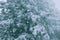 Close-up of a single large coulter pine tree covered in heavy wet snow