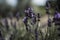 A close-up of a single lavender plant with purple flowers in the foreground and a slight blurred background AI generated