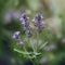 A close-up of a single lavender plant with purple flowers in the foreground and a slight blurred background AI generated