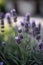 A close-up of a single lavender plant with purple flowers in the foreground and a slight blurred background AI generated