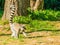 Close up of Single lemur monkey walking in the grass