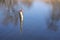 Close up single little gudgeon fish on hook against lake