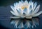 close-up of a single lotus flower floating on the surface of a tranquil blue pond (AIgen)