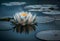 close-up of a single lotus flower floating on the surface of a tranquil blue pond (AIgen)