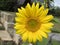 Close up of single macro perfect blooming sunflower. Helianthus flower in full bloom in a garden. shallow depth of field