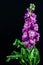 Close-up of a single magenta Verbascum flower