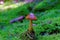 Close-up of single mushroom growing in green moss, fall season nature