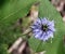 Close-up of a single `Nigella` with blurred leaves as a background   1