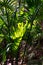 Close-up of a single palm tree branch illuminated by sunlight in a dark and dense subtropical rainforest