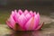 Close-up of single pink blooming waterlily floating on water