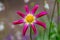 Close up of a single pink Dahlia Honka flower