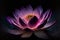 close-up of a single pink lotus flower with purple light illuminating the petals (AIgen)