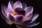 close-up of a single pink lotus flower with purple light illuminating the petals (AIgen)