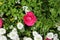 Close Up of a Single Pink Ranunculus Flower and White Candytuft Flowers in a Garden