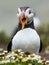 Close up of single Puffin with beak open