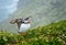 Close up of single Puffin flapping wings on cliff edge