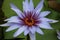 Close Up of a Single Purple Tigress Water Lily
