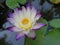 Close-up of a single purple water lily among green pad.