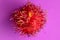 Close up of single Rambutan fruit on purple background. Top view of single healthy fruit. Ready to Eat Sweet Bali Fruit. Fruit is