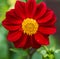 Close up of a single red Dahlia flower in a garden