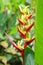 Close up of Single Red and Yellow Heliconia flower