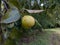 Close up of single ripe yellow pear hanging on branch, pesticide free farming in countryside