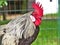 Close up of a single rooster inside cage