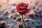 Close up of a single rose, a symbol of love, amid a frosty field