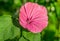 Close up of a single Royal Mallow flower in pink