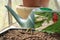 Close up of a single runner bean vegetable seedling growing in a tray of organic peat free compost with seed packet watering can