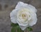 Close up of single sepia white rose flower petals, bokeh background