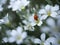 Close-up of a single seven-spot ladybird on the field chickweed flowers