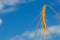 Close up of single stalk of wheat with blue sky and white clouds in background and copy space