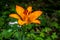 Close up of a single stunning orange flower isolated against a green background