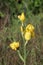 Close up of a single, tall stalk of a yellow, Bearded Iris, with flowers and buds against a blurred background in Wisconsin