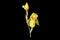 Close up of a single, tall stalk of a yellow, Bearded Iris, with flowers and buds against a solid black background