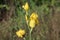 Close up of a single, tall stalk of a yellow, Bearded Iris, with flowers and buds growing admist tall grasses in a field