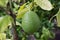 Close up of a single unripe lemon on a tree