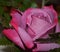 Close up of a single violet rose