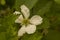 Close up on a single white blackberry flower Rubus fruticosus nessy covered in rain drops, surrounded by green leaves -