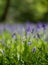 Close up of single white bluebell amidst carpet of wild bluebell flowers in Bentley Priory Nature Reserve, Stanmore Middlesex UK.