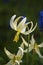 Close up of single white fawn lily flower in sunlight