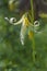 Close up of single white fawn lily wildflower