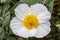Close up of single white flower of Romneya coulteri Coulter`s Matilija poppy; California tree poppy; California poppy.